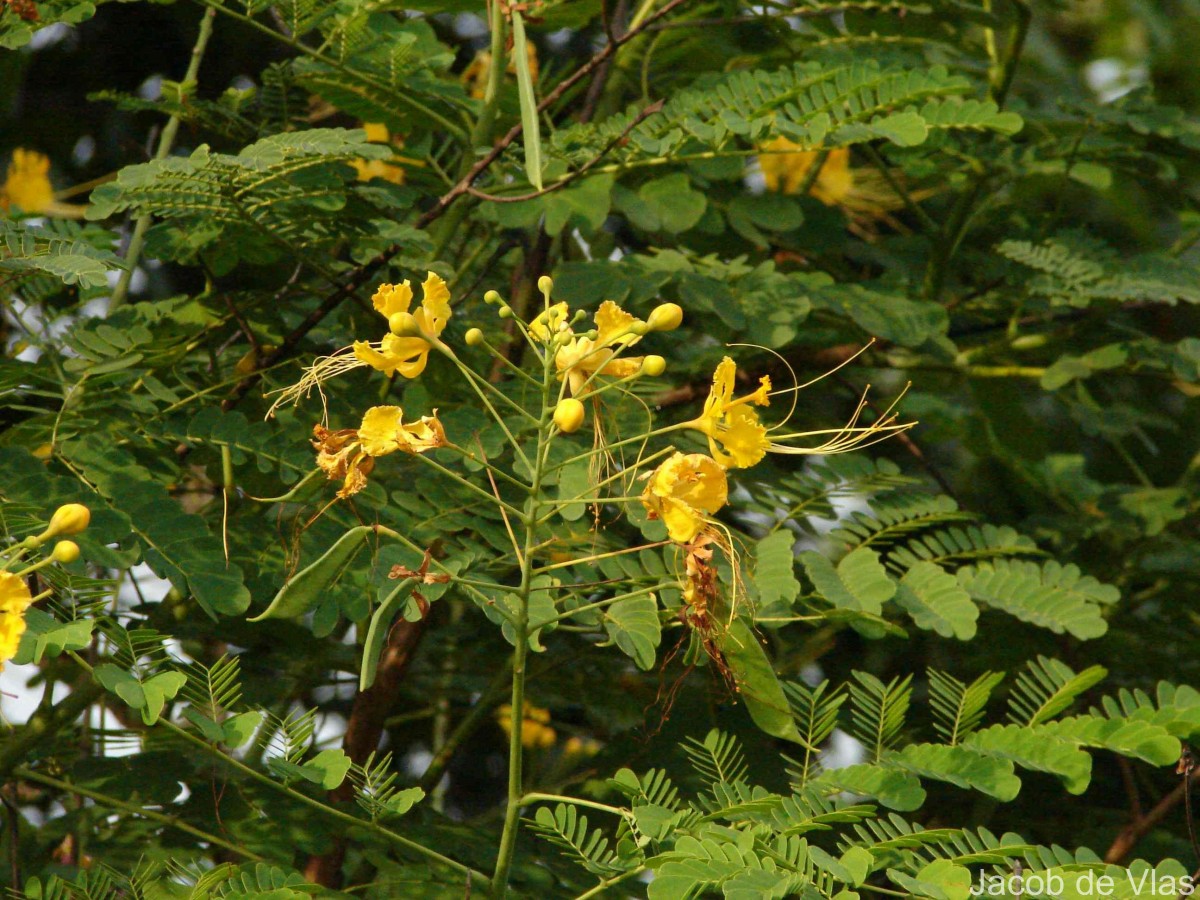 Caesalpinia pulcherrima (L.) Sw.